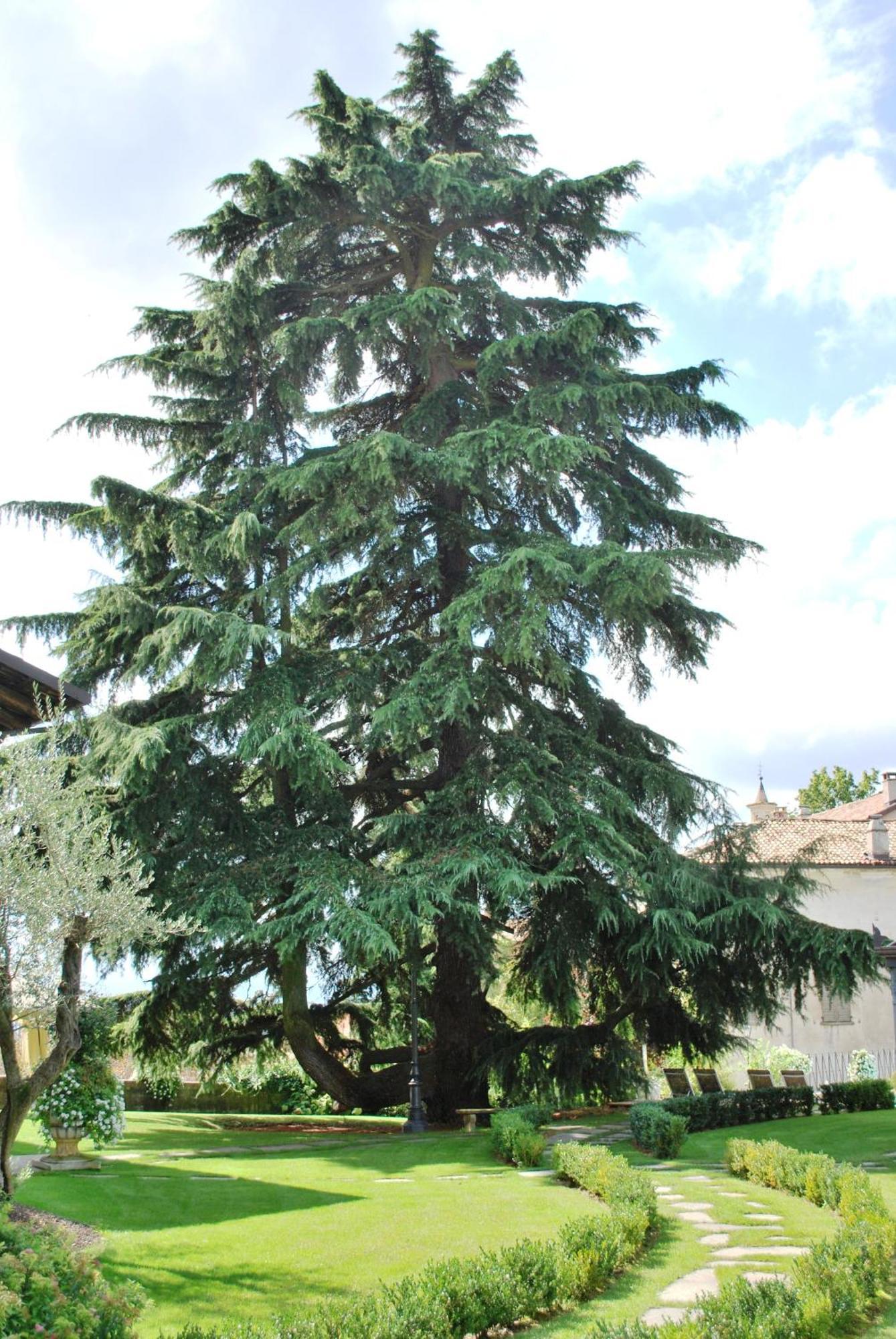 Hotel Villa Beccaris Monforte dʼAlba Exterior foto